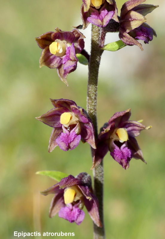 Orchidee a Campo Imperatore tra Medioevo e wilderness  primavera 2023